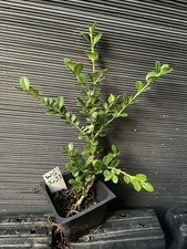 boxwood shrubs hedges for sale  Martin