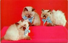 Himalayan kittens bow for sale  Richmond