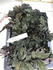 Solanum uleanum bonsai for sale  Eustis
