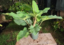 green indoor plant for sale  Hollywood