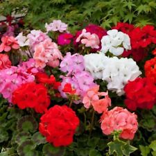 Mini plugs geranium for sale  SPILSBY