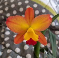 Cattleya bella del for sale  Loxahatchee