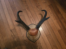 Vintage pronghorn antelope for sale  Denver