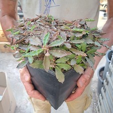 Euphorbia decaryi decaryi usato  Casatenovo