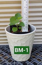 One seedling black for sale  Kingsburg