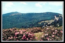 Rhododendron bloom roan for sale  Cecilia