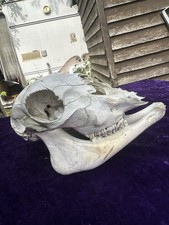 Genuine sheep skull for sale  KING'S LYNN
