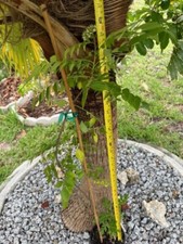 Curry leaf plant for sale  Cape Coral