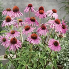 Echinacea perennial coneflower for sale  LONDON