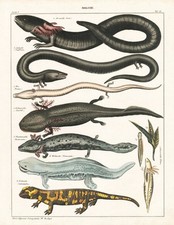 Molch newt feuersalamander gebraucht kaufen  Seubersdorf