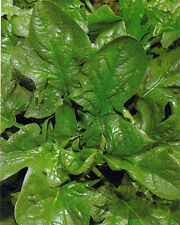 Spinach giant winter for sale  SALISBURY