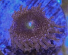 Speckled morph zoa for sale  Oceanside