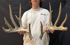 Giant tall 159 for sale  Baton Rouge