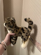 Douglas tashette bengal for sale  Kennebunk