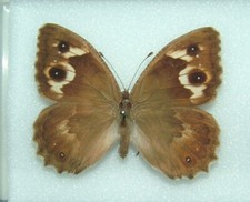 White banded grayling for sale  FOLKESTONE
