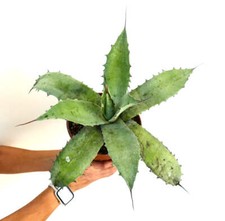 Agave bovicornuta eborispina usato  Napoli
