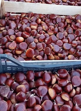 Castagne del Cilento - Monte Stella na sprzedaż Castagne del Cilento - Monte Stella na sprzedaż  Wysyłka do Poland