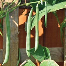 Climbing french bean for sale  EVESHAM
