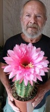 Echinopsis trichocereus. lobiv usato  Pomezia
