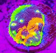 Wysiwyg rainbow chalice for sale  Placentia