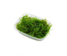 Tropica vesicularia ferriei for sale  HYDE