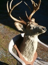 New england trophy for sale  Montgomery Center