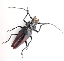 Callipogon barbatus female for sale  BIRMINGHAM