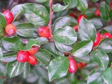 Cotoneaster divaricatus spread for sale  Walterboro
