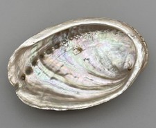 Iridescent abalone shell for sale  ANDOVER