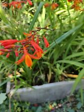 Crocosmia mixed sizes for sale  CAMBORNE