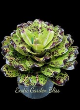 Big neoregelia inkwell for sale  San Juan