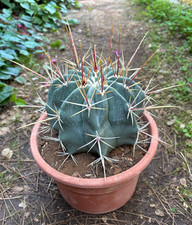 Ferocactus rectispinus cactus usato Ferocactus rectispinus cactus usato  Menfi