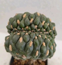 Gymnocalycium mostii inermis usato  Brindisi
