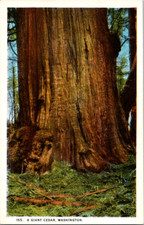 Cartão postal vintage Washington tronco de árvore maciça de cedro gigante comprar usado  Enviando para Brazil