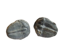 Elrathia trilobite stud for sale Elrathia trilobite stud for sale  MANCHESTER