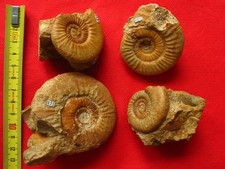 Ammonite callovien subgrossouv d'occasion  La Chapelle-Saint-Luc