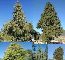 Cupressus cashmeriana - WEEPING CYPRESS - Kashmir Pine Bonsai Hardy - 30 Seeds, używany na sprzedaż  Wysyłka do Poland