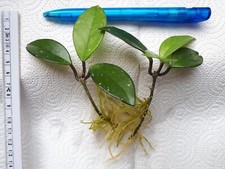 Hoya carnosa bewurzelter gebraucht kaufen  Mengkofen