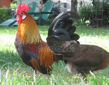 Rare dutch bantam for sale  West Chicago