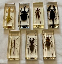 Large real bugs for sale  RUSHDEN