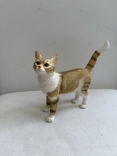 Ginger tabby cat for sale  SHANKLIN