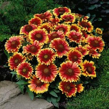 Blanket flower dwarf for sale  Sevierville