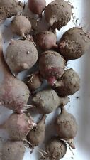 Red organic jerusalem for sale  Myerstown