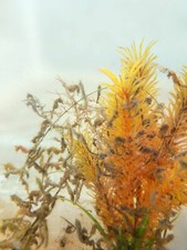 Dwarf seahorse. seahorses for sale  Okeechobee