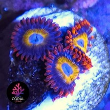 Bbebs heads zoa for sale  STOCKPORT