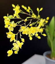 Oncidium twinkle yellow for sale  NOTTINGHAM