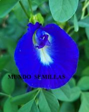 Conchita azul  Clitoria Ternatea enredadera flores eróticas semillas  medicinal  comprar usado  Enviando para Brazil