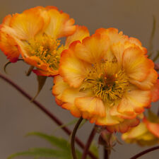 Geum nonna plug for sale  LLANDYSUL
