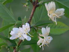 Winter honeysuckle lonicera for sale  Elko