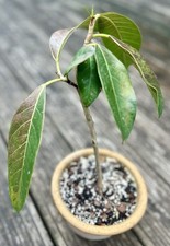 Ficus benghalensis banyan for sale  MALDON